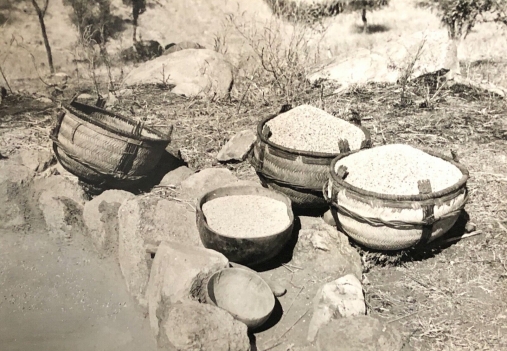 rhumsiki__cameroun__afrique_kapsiki__la_recolte__circa_1950__tirage_12,7_x_8,7_cm