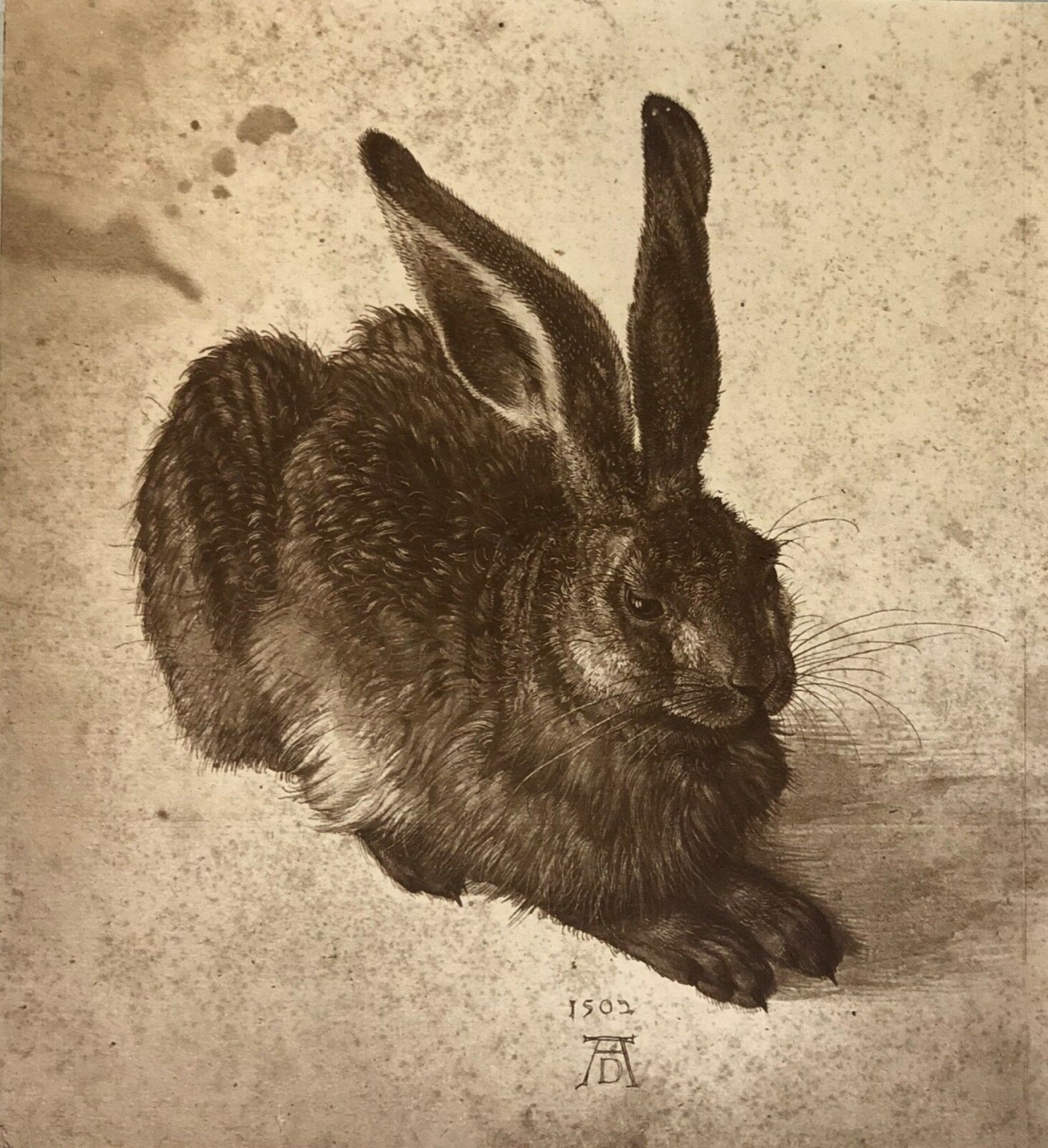 albrecht_dürer_lapin_photographie_xix_adolphe_braun_procedé_poitevin_et_swan_rr