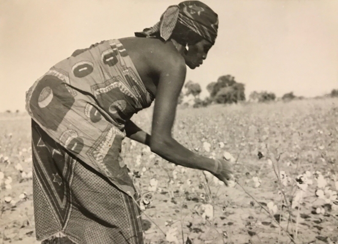 cameroun_rhumsiki_afrique__recolte_du_coton_kapsiki__circa_1950__cameroon_