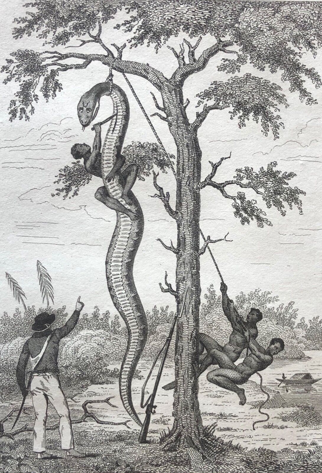 boa_constricteur_serpent_famille_des_boida_gravure_de_1835_colombie_colombia