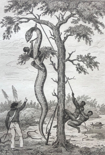 boa_constricteur_serpent_famille_des_boida_gravure_de_1835_colombie_colombia