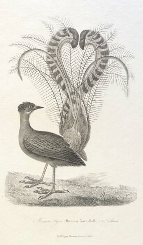 menure_australie_menure-lyre_ou_oiseau-lyre_dentirostres_c1840_lyre_oiseau