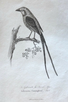 gubernetes_yetapa_vers_1840_famille_des_tyrannides_bresil_oiseau_oiseaux