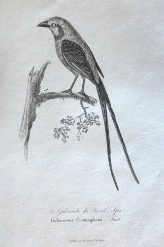 gubernetes_yetapa_vers_1840_famille_des_tyrannides_bresil_oiseau_oiseaux