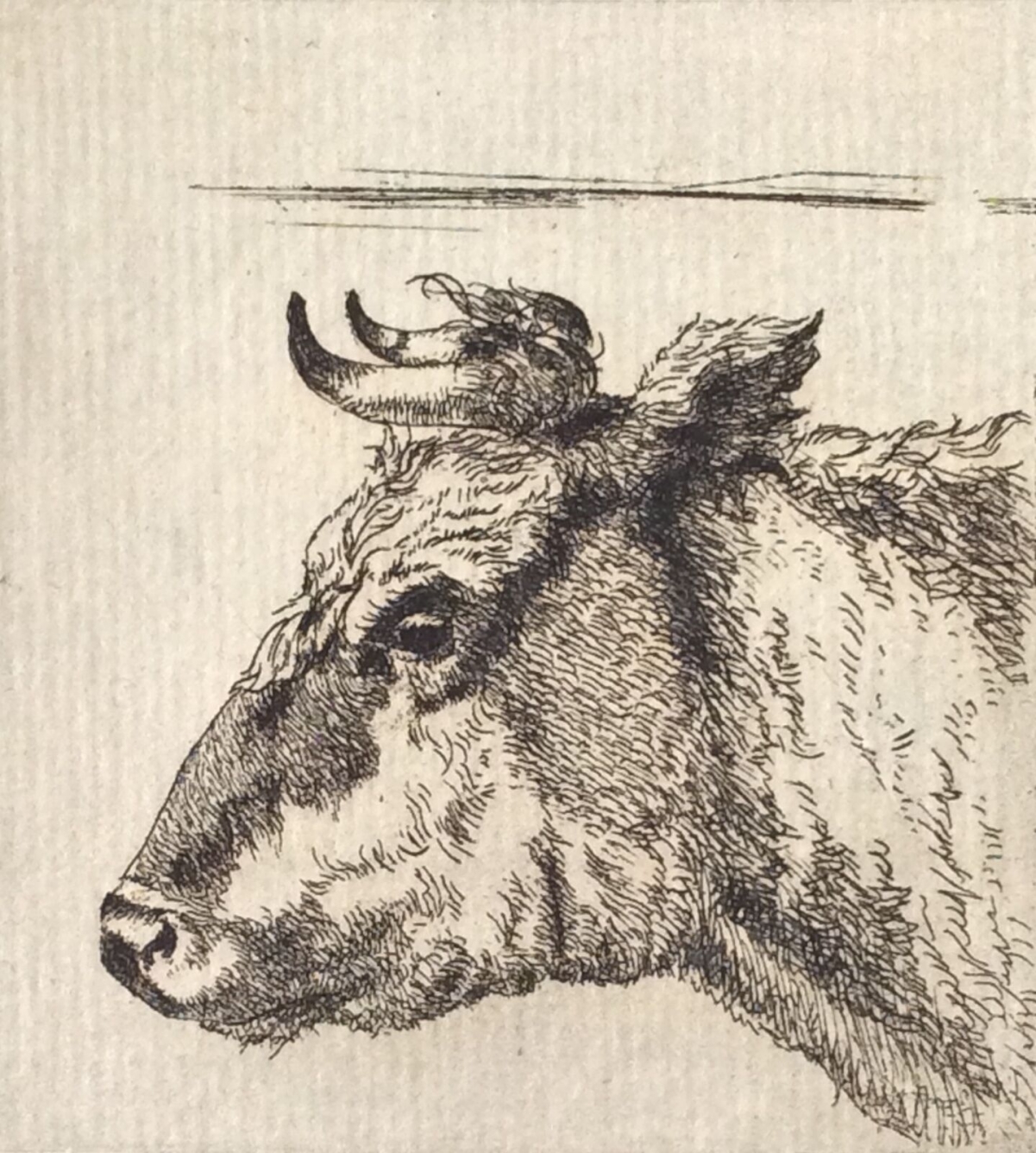 amand_durand_kop_van_een_koe_paulus_potter_1880_vache