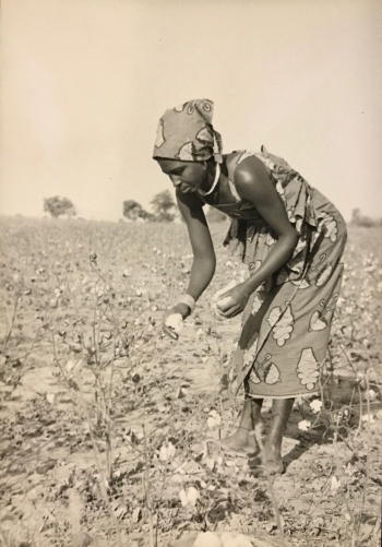 cameroun__recolte_de_coton__femme_kapsiki_du_village_rhumsiki__afrique_circa_1950_