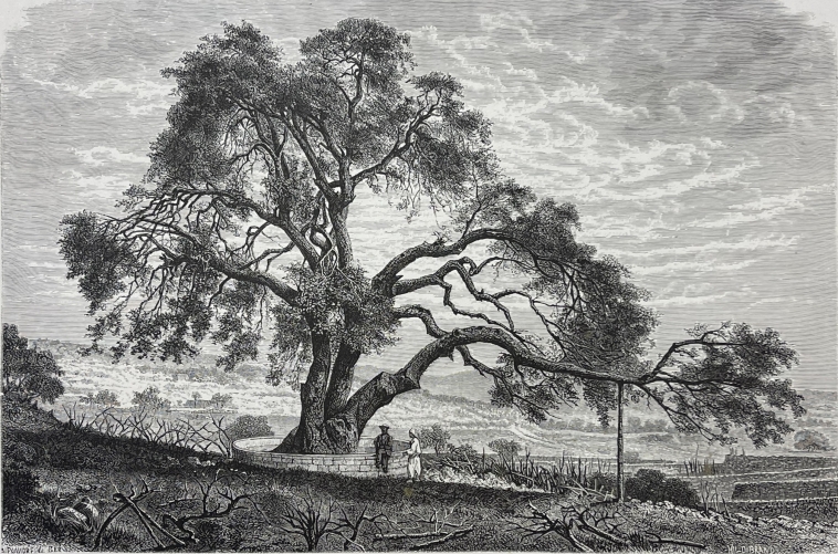 israel_le_chene_d???abraham_a_mambre_xylographie_c_1870