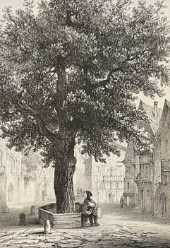 paris_orme_place_saint-gervais_lithographie_de_1839_france