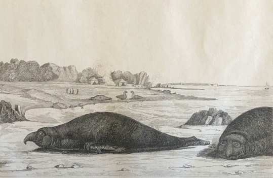 australie_nouvelle-hollande_elephant_de_mer_gravure_1836_mirounga_leonina