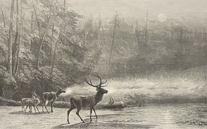 cervides_cerf_william_hollidge_biche_faon_au_bois_automne_william_hollidge_c1869
