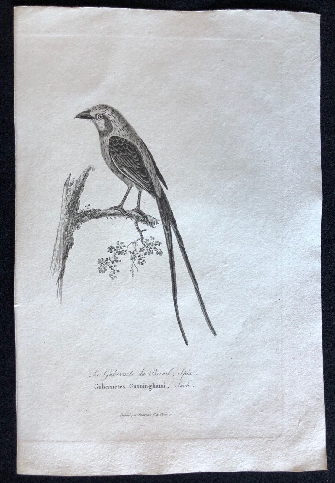 gubernetes_yetapa_vers_1840_famille_des_tyrannides_bresil_oiseau_oiseaux
