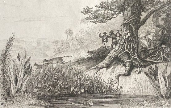 australie_nouvelle-hollande_chasse_aux_kangourous_gravure_1836_kangourous