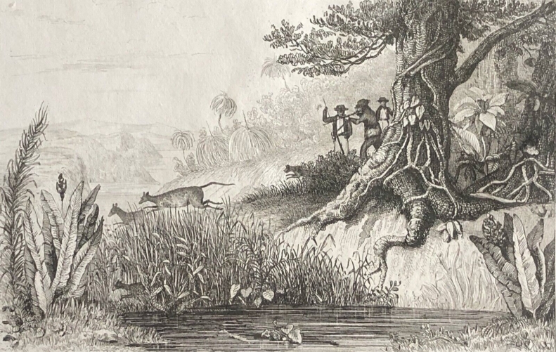 australie_nouvelle-hollande_chasse_aux_kangourous_gravure_1836_kangourous