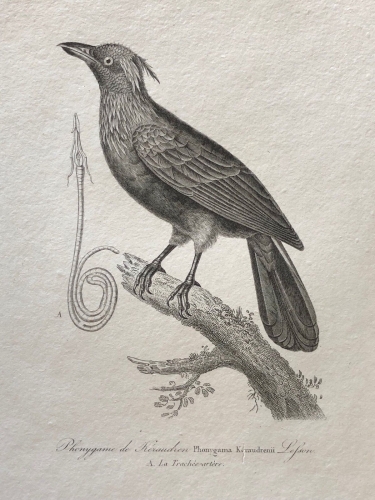 phonygame_de_keraudien_gravure_c_1840_oiseau_oiseaux