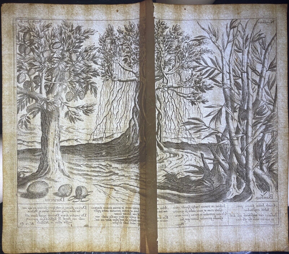 jan_huygen_van_linschoten_voyage_asie_arbre_bambou_amsterdam_1598