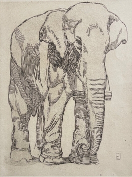 paul_jouve_1878-1973_elephant_gravure_en_pointe_seche