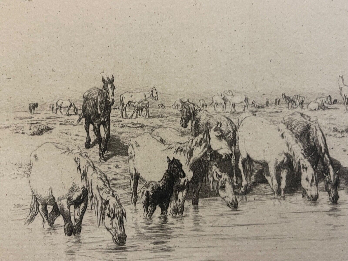 chevaux_de_camargue_provence_pointe_seche_burnand_1884_cheval_france