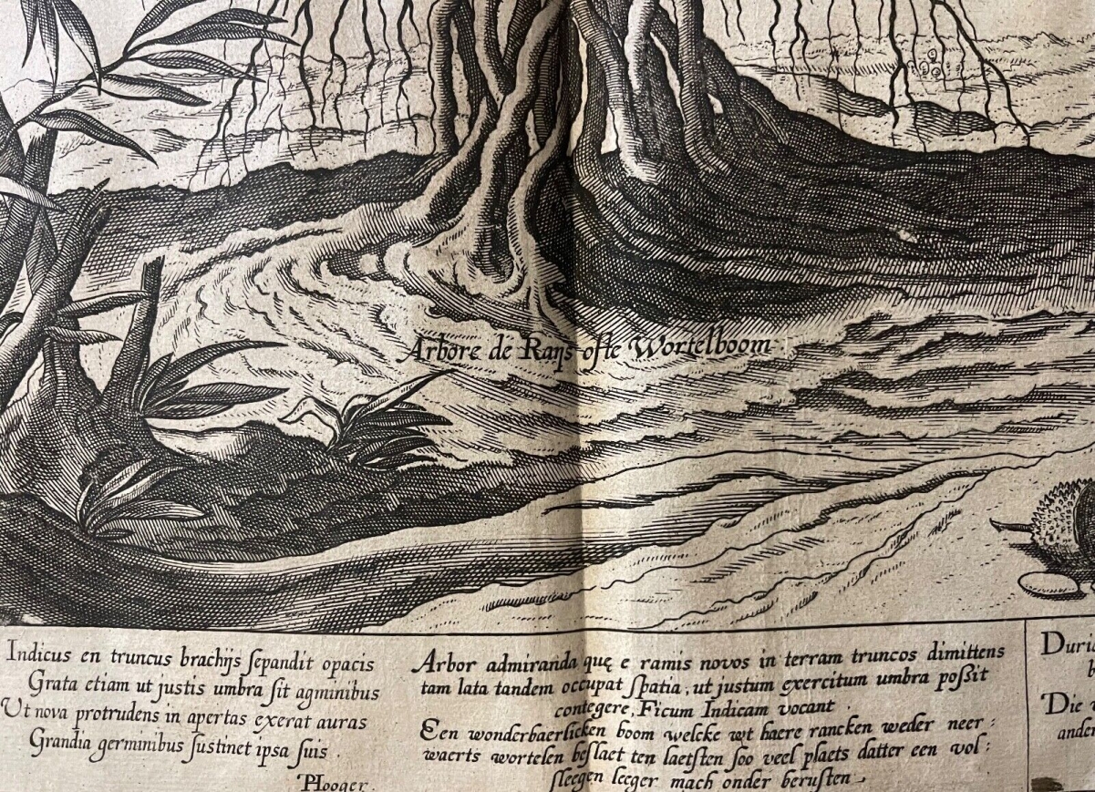 jan_huygen_van_linschoten_voyage_asie_arbre_bambou_amsterdam_1598