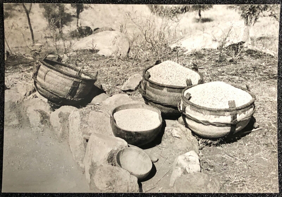 rhumsiki__cameroun__afrique_kapsiki__la_recolte__circa_1950__tirage_12,7_x_8,7_cm