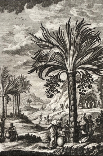 palmae_and_metalla_palestine_israel_deuteronome_viii_torah_scheuchzer_1730