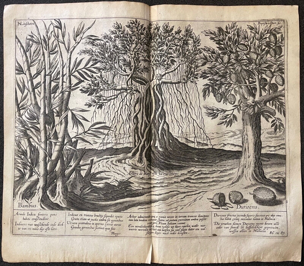 jan_huygen_van_linschoten_voyage_asie_arbre_bambou_amsterdam_1598