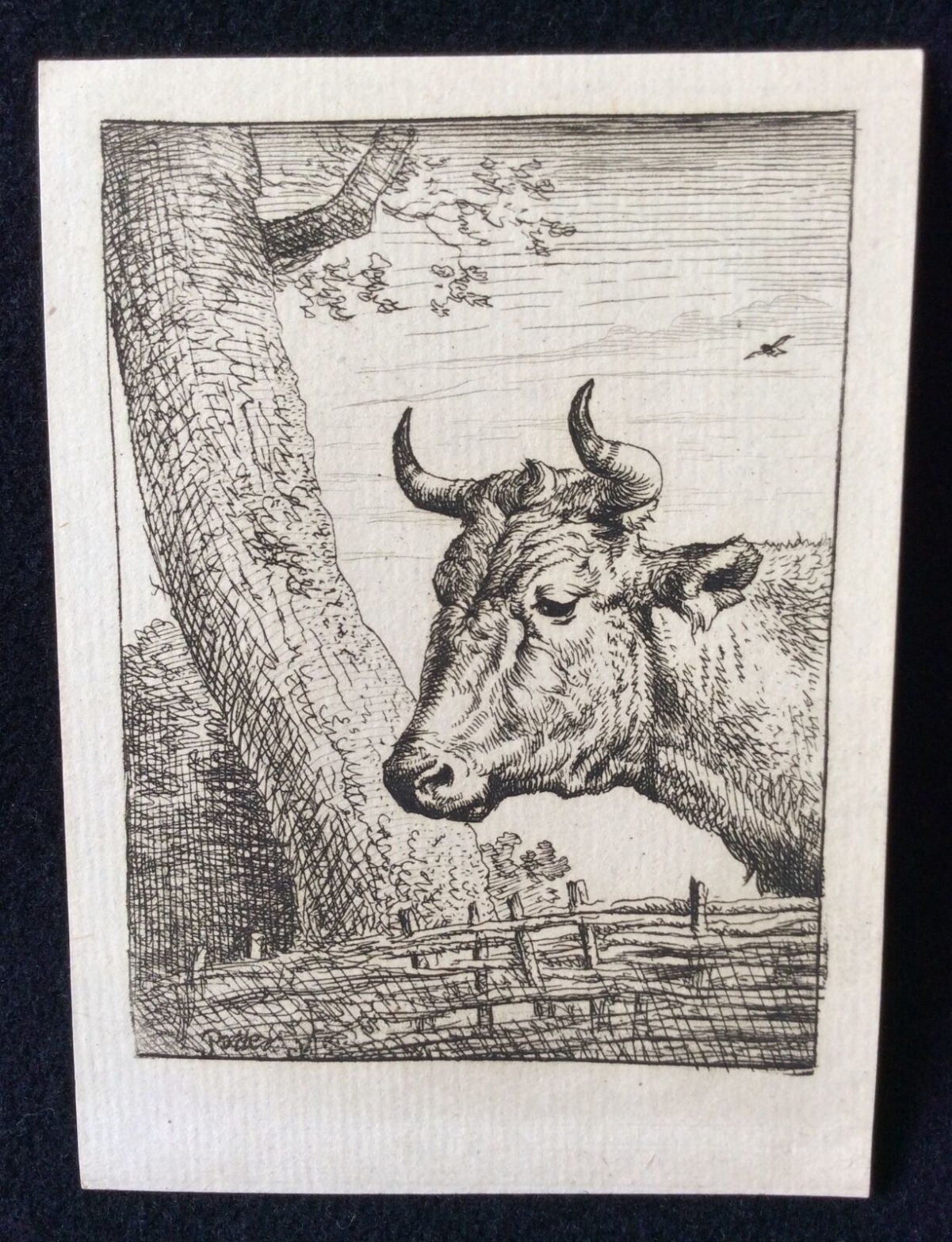 amand_durand_kop_van_een_koe_attributed_to_paulus_potter_1880_vache