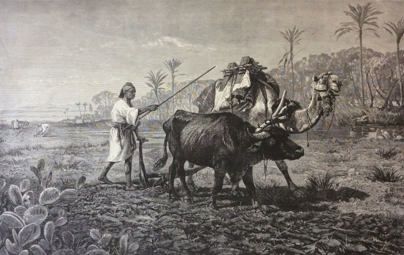 un_laboureur_de_la_basse_egypte_r_beavis_buffle_dromadaire_1875_orientaliste