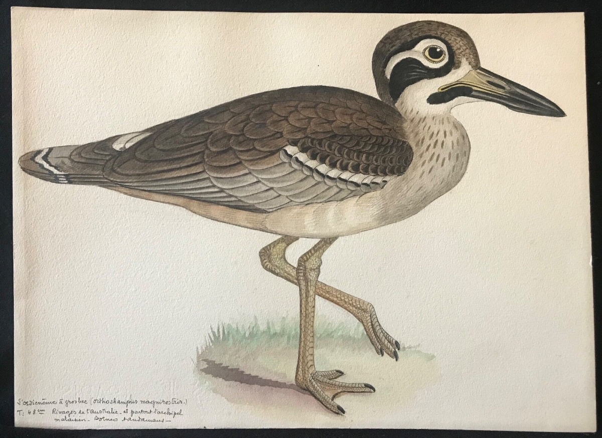 oedicneme_a_gros_bec_aquarelle_encre_c_1898_ornithologie_australie_oiseau