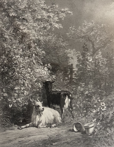 constant_troyon_1810-1865_graveur_leroux_c_1876_barbizon_chevre_et_bouc