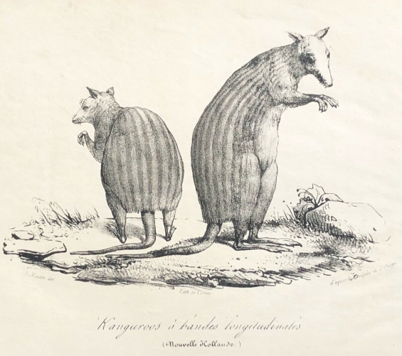 kangourou_australie_australia_nouvelle_hollande_1836_arago_marsupial_macropodide