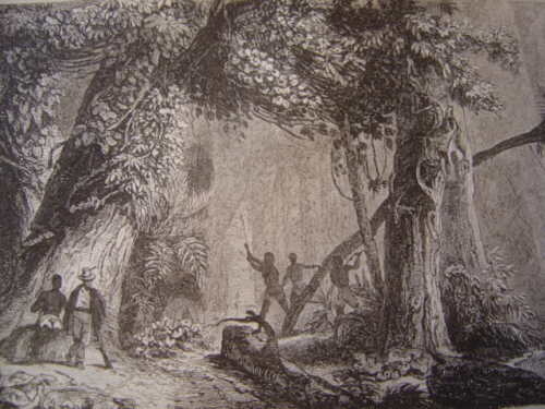 brasil_bresil_foret_ouverte_le_long_du_mucuri_gravure_sur_acier_de_1838