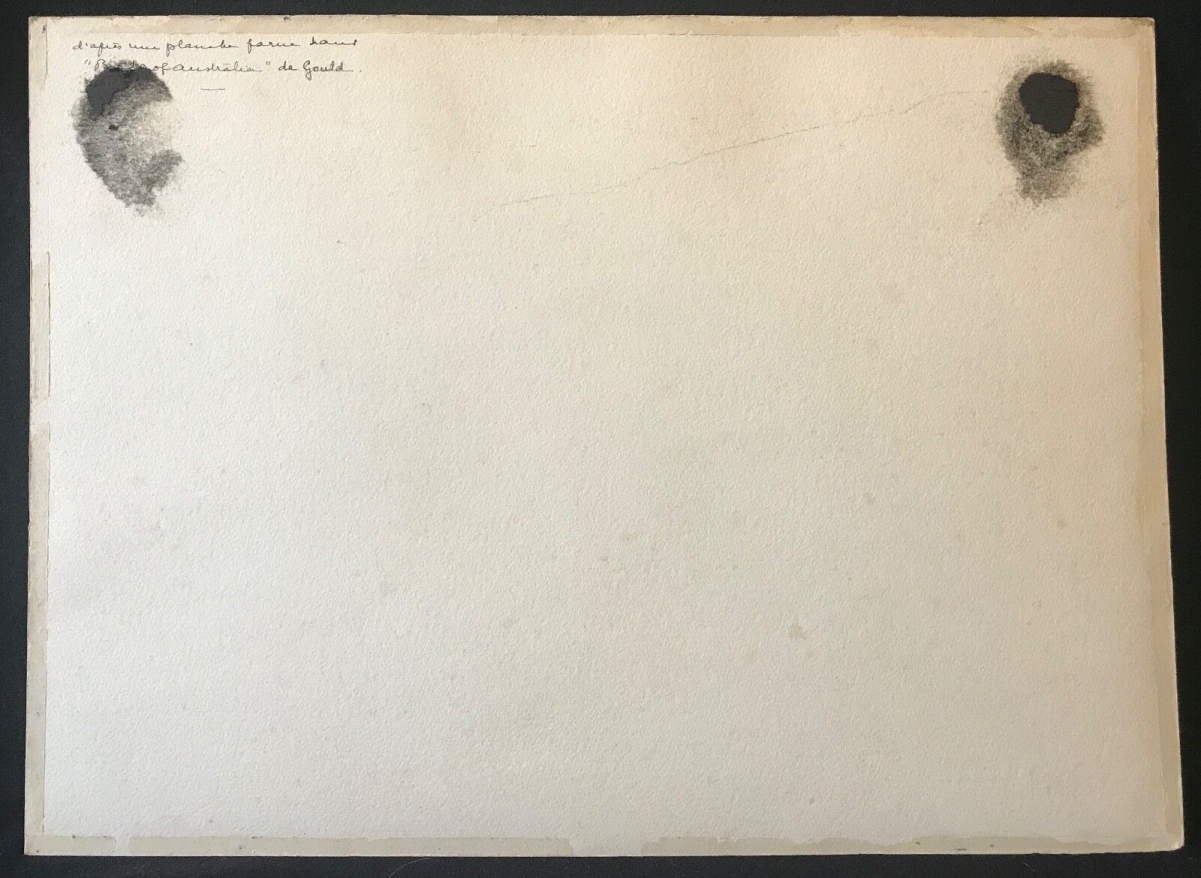oedicneme_a_gros_bec_aquarelle_encre_c_1898_ornithologie_australie_oiseau