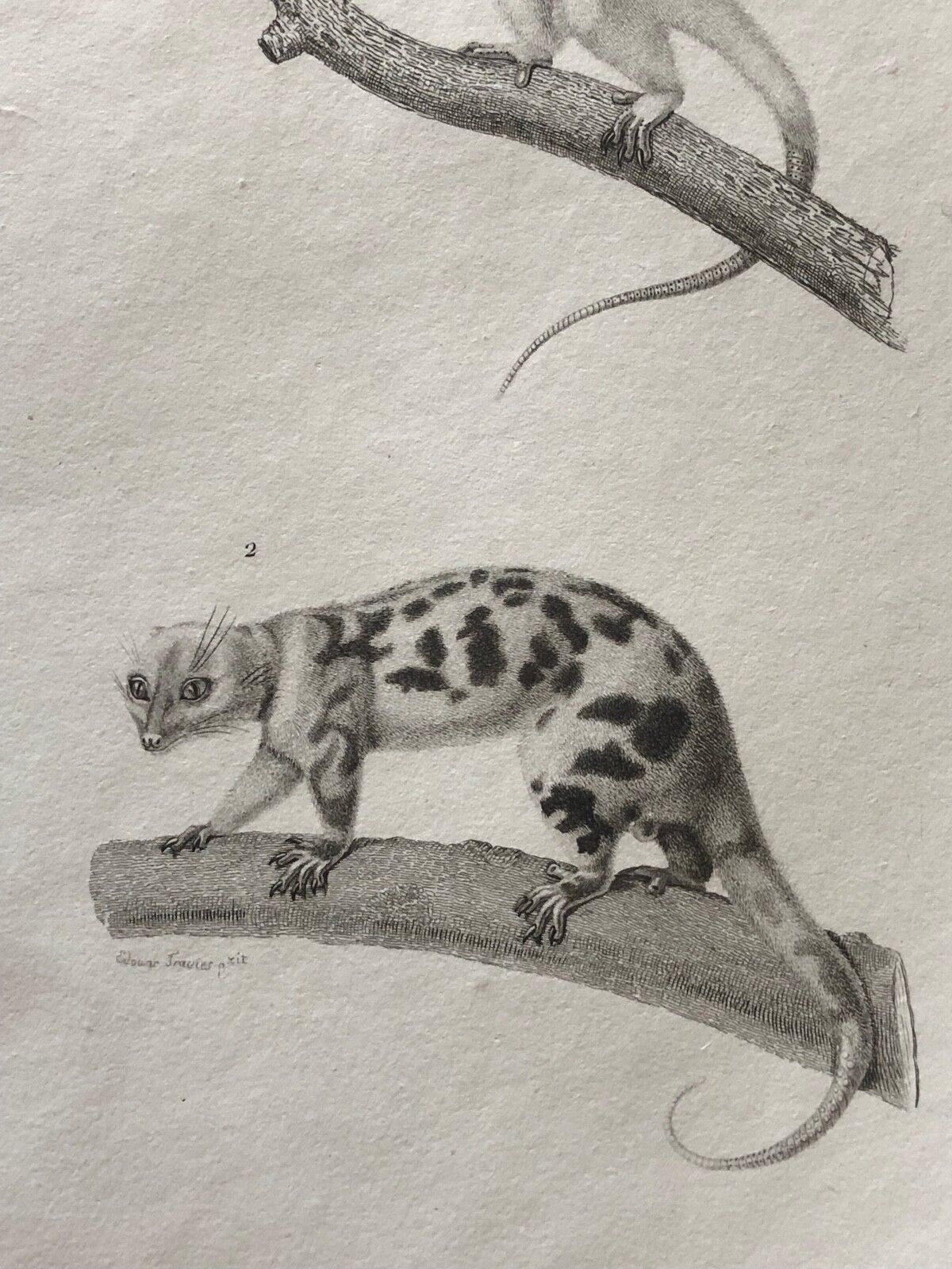 couscous_ou_cuscus_marsupiaux_phalangers_phalangeridae_gravure_c_1840_primate