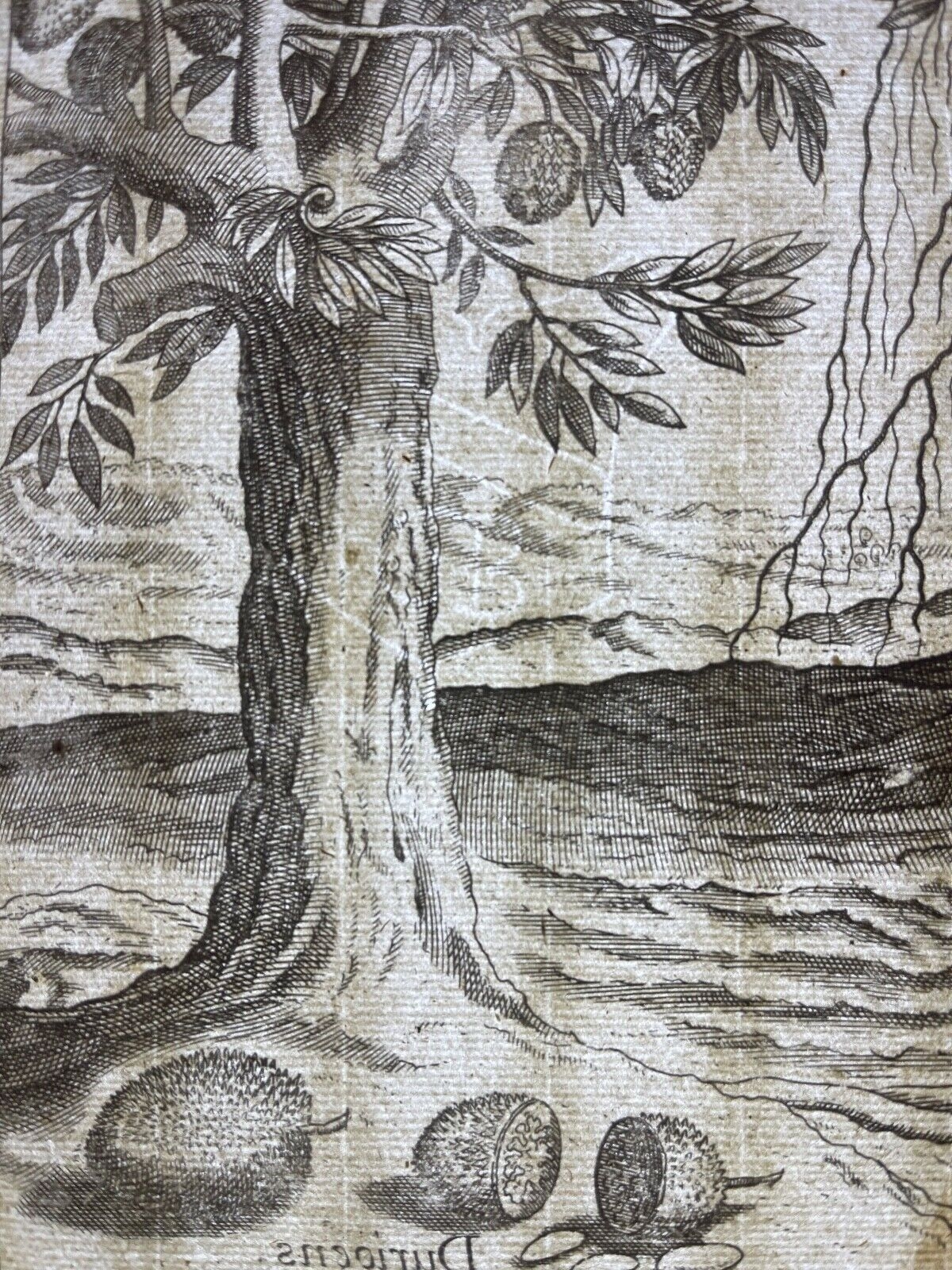 jan_huygen_van_linschoten_voyage_asie_arbre_bambou_amsterdam_1598