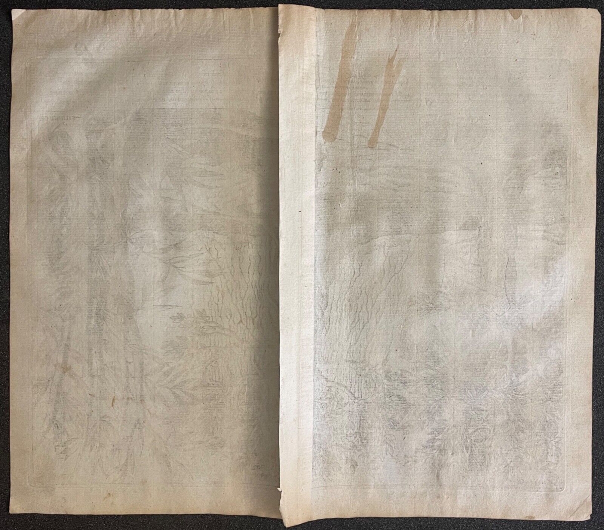 jan_huygen_van_linschoten_voyage_asie_arbre_bambou_amsterdam_1598