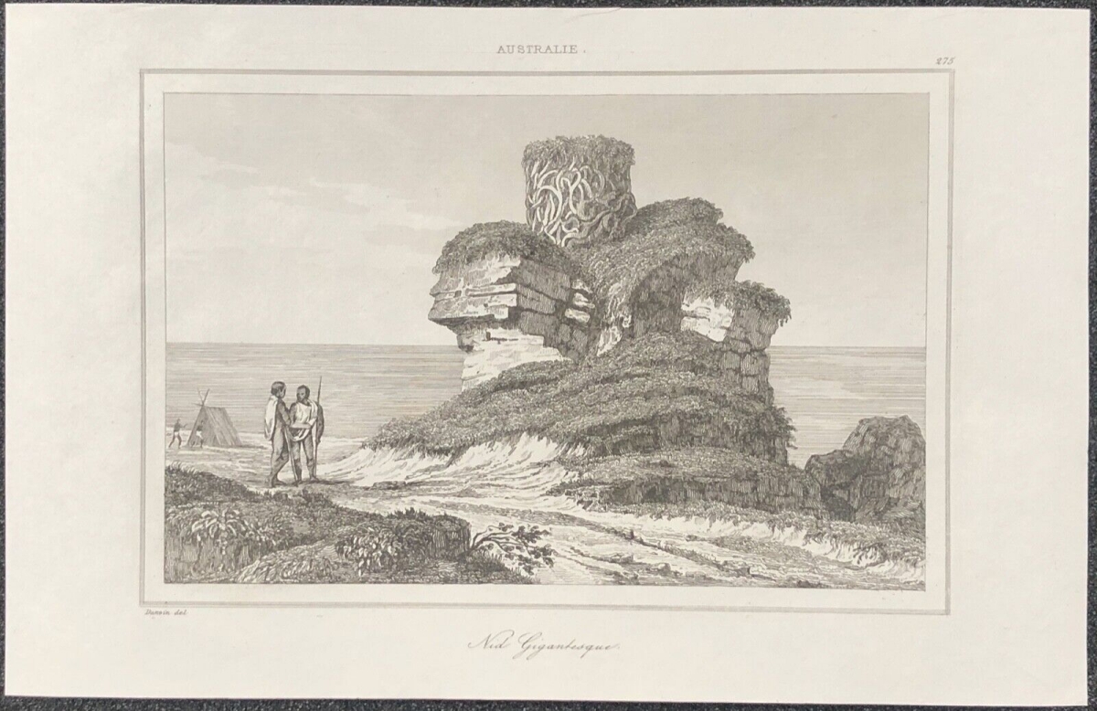 australie_baie_des_chiens-marins_nid_gigantesque_trouve_ile_dirck-hatichs_1830