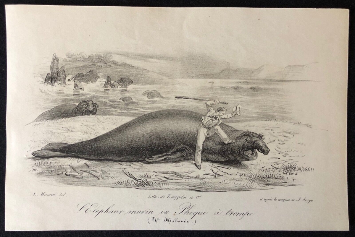 elephant_de_mer_australie_australia_nouvelle_hollande_1836_arago_phoque_phocidae