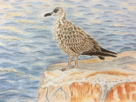 pastel_mouette_attribue_a_mireille_bailly