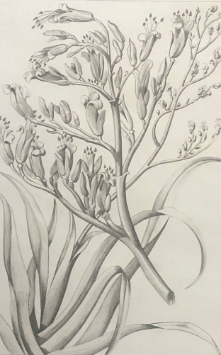 nouvelle-zelande_plante_de_phormium_texan_1836_new_zealand_oceanie