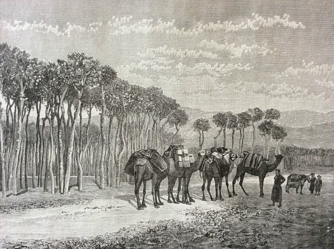 liban_beyrouth,_promenade_des_pins__gravure_sur_acier_1890_gravee_par_canedi