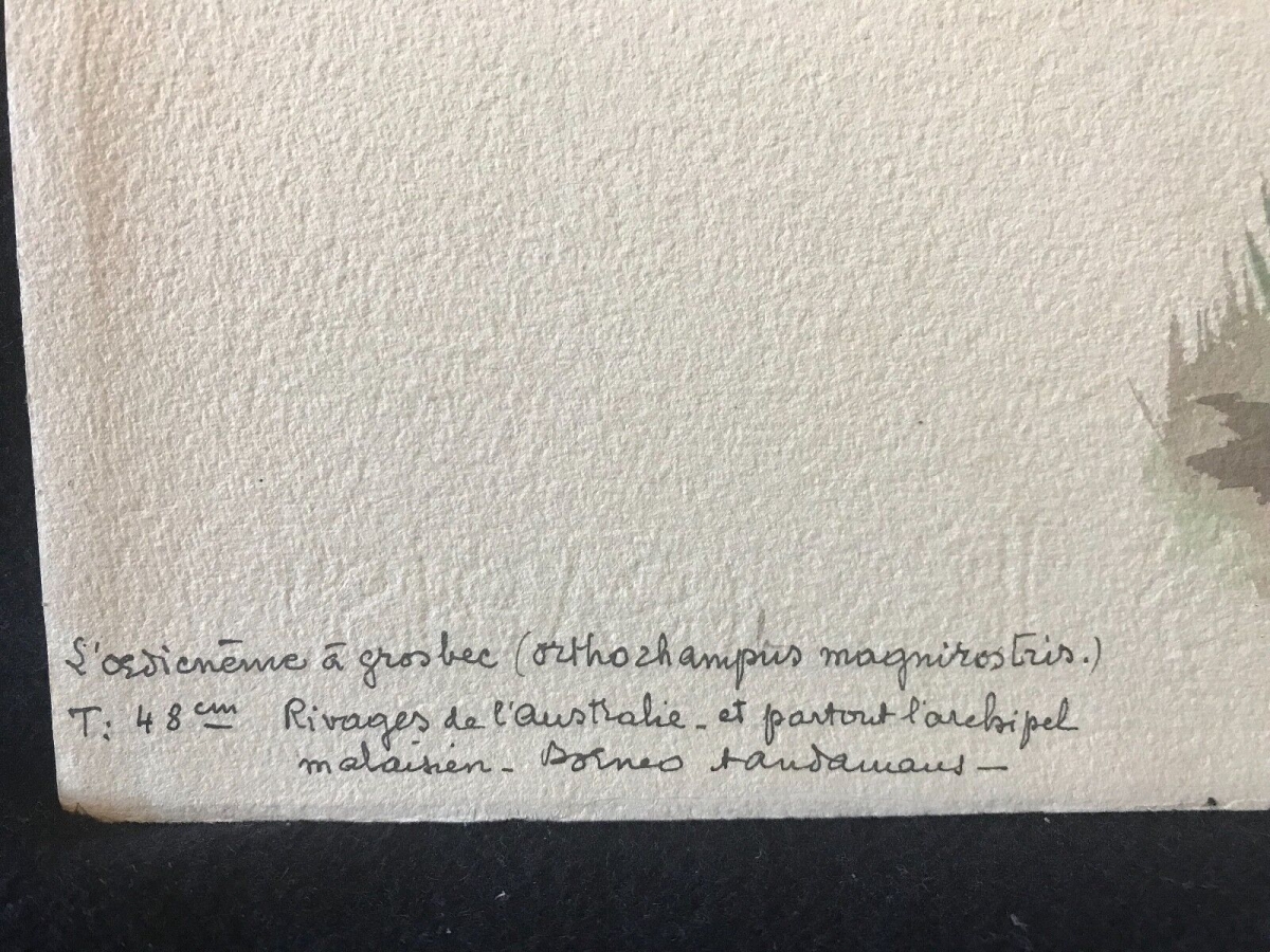 oedicneme_a_gros_bec_aquarelle_encre_c_1898_ornithologie_australie_oiseau