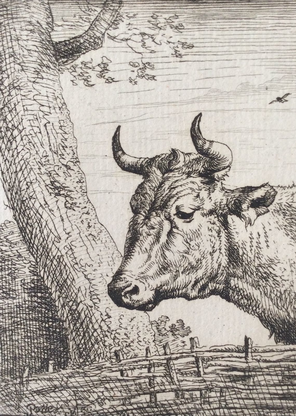 amand_durand_kop_van_een_koe_attributed_to_paulus_potter_1880_vache