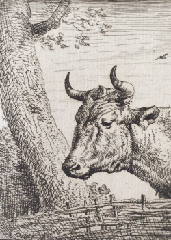 amand_durand_kop_van_een_koe_attributed_to_paulus_potter_1880_vache