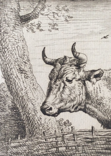 amand_durand_kop_van_een_koe_attributed_to_paulus_potter_1880_vache