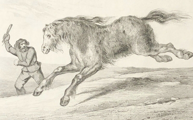 russie_cheval_siberie_poil_dhiver_gravure1838_dressage_chevaux