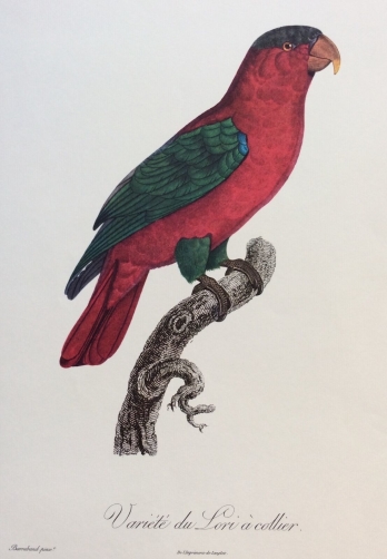 variete_du_lori_a_collier_dapres_barraban_superbe_circa_1961_oiseau_bird