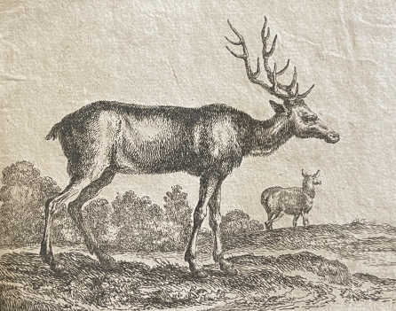 stefano_della_bella_cerf_1620-1664_tirage_tardif_xviii_ou_xixe_anonyme