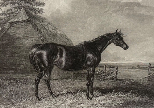 abraham_cooper_1787-1868_le_cheval_harriet_graveur_engleheart_lithographie_1837