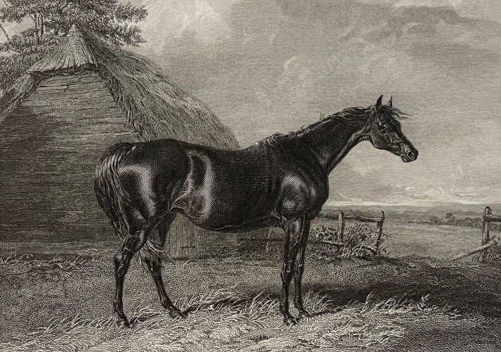 abraham_cooper_1787-1868_le_cheval_harriet_graveur_engleheart_lithographie_1837
