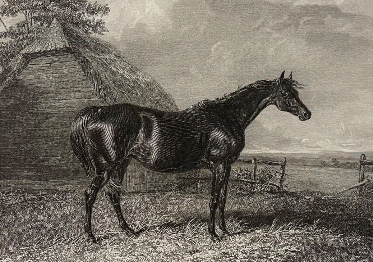 abraham_cooper_1787-1868_le_cheval_harriet_graveur_engleheart_lithographie_1837